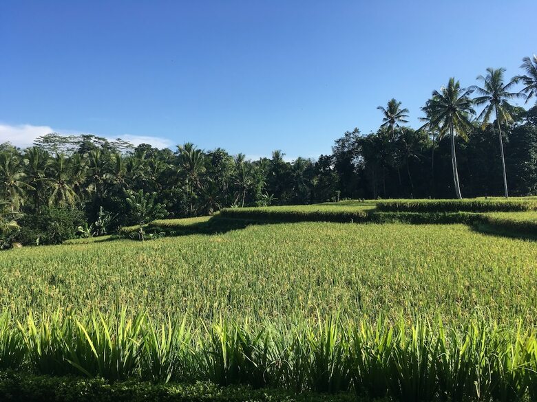 Bed & Breakfast Puri Raya Villa Ubud
