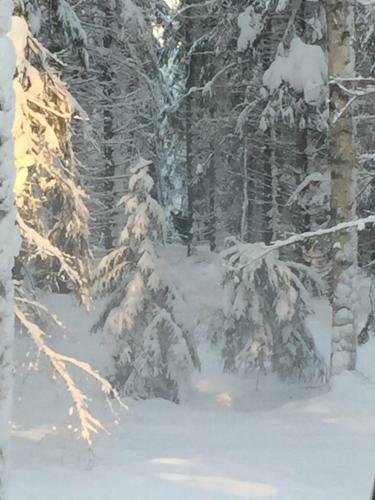 Hostal Ollinm�ki Vineyard