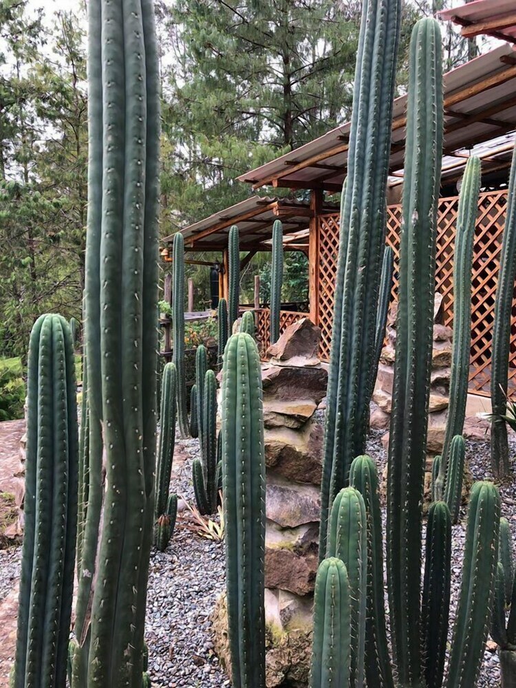 Hostal Gaia Sagrada Ayahuasca Retreat Center