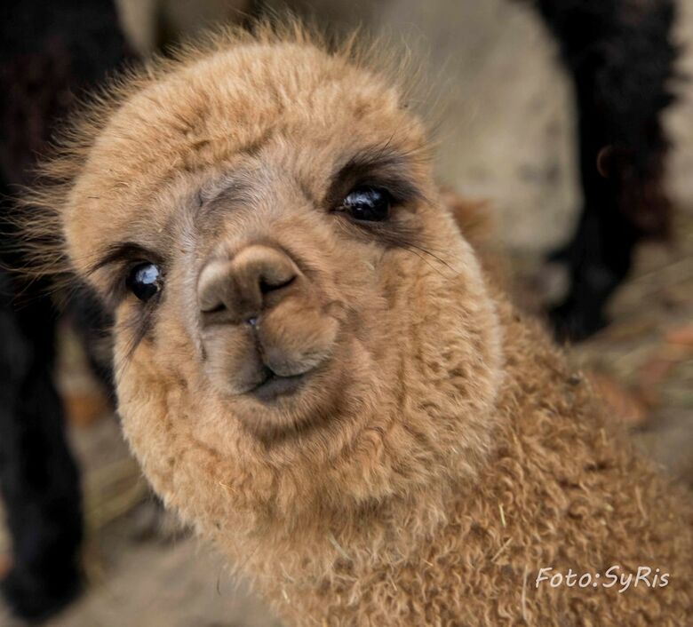 Hotel La Alqueria de Las Alpacas
