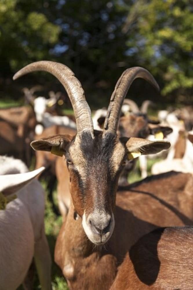 Hotel La Ferme Des C�vennes