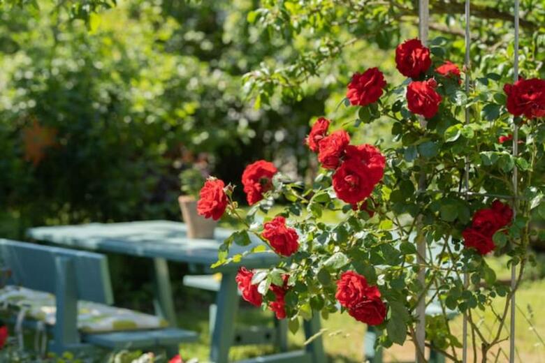Bed & Breakfast G�stehaus Sonne