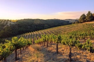 Hotel Allegretto Vineyard Resort Paso Robles