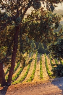 Hotel Allegretto Vineyard Resort Paso Robles