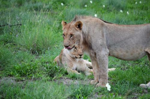 Motswiri Private Safari Lodge