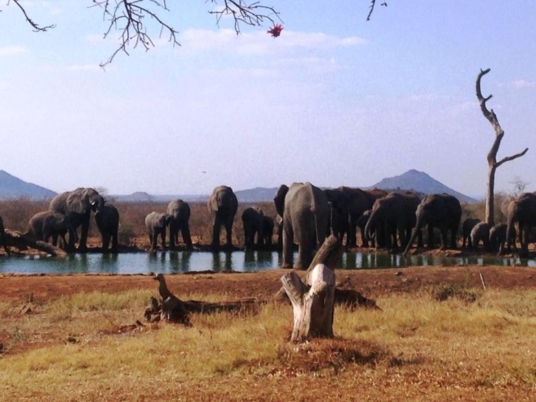 Madikwe Hills Private Game Lodge