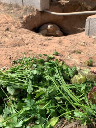 Rak Glamping