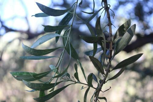 Caba�a En Olivar Centenario Agroecol�gico Tutuna