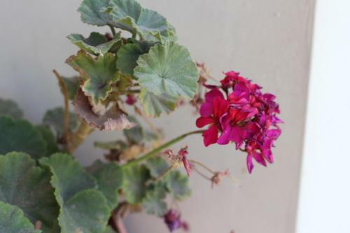 Caba�a En Olivar Centenario Agroecol�gico Tutuna