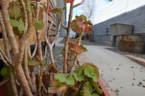 Apartamento Cactus