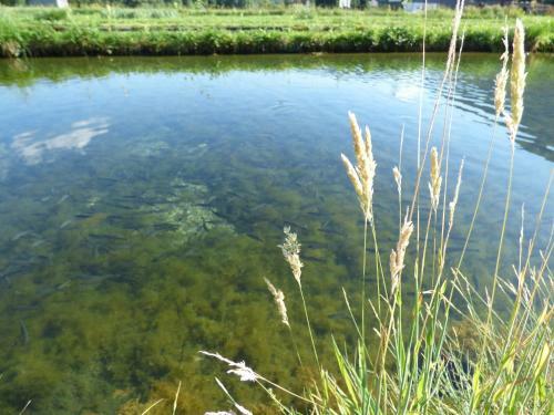 Bed & Breakfast Wieselm�hle Forellenhof