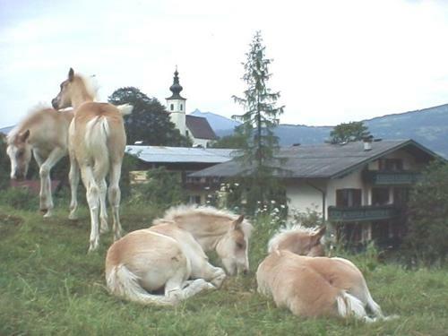 Campingplatz Torrenerhof
