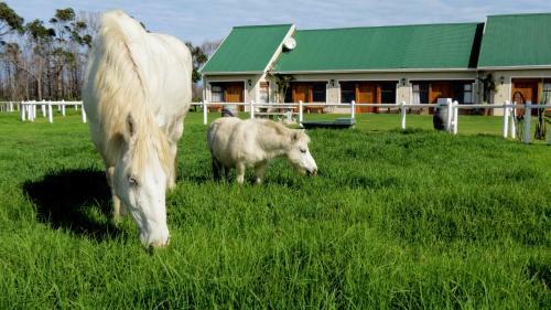 Agroturismo T'niqua Stable Inn