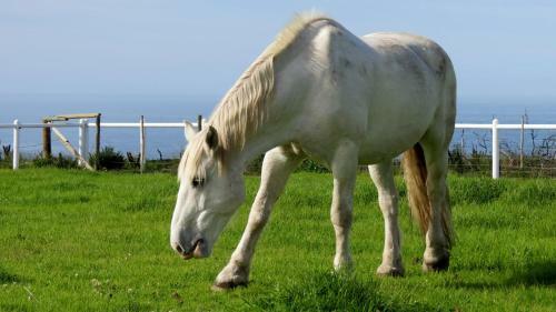 Agroturismo T'niqua Stable Inn