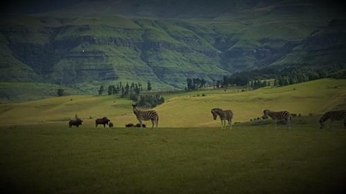 Hostal Drakensberg House