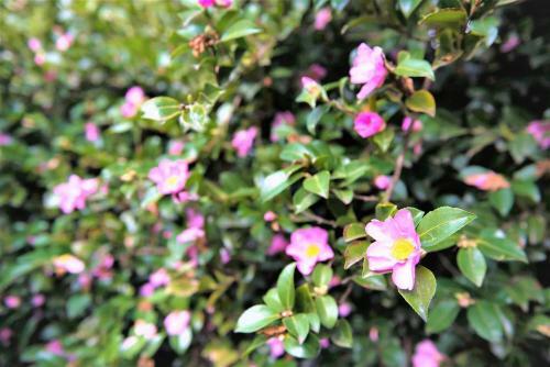Apartamento Adelaide Hills 'camellia Cottage' - Wifi