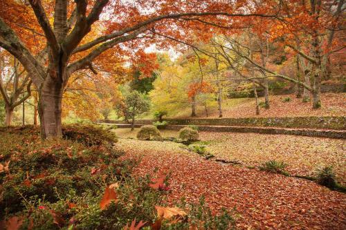Little Haven Leura Cottage With Spa And Log Fire