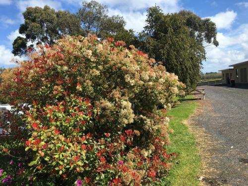 Hotel Limestone Coast Tourist Park