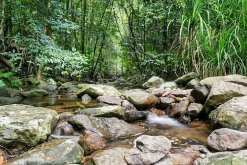 The Secret Treehouse