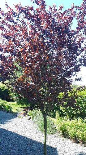 Apartamento La Chambre D Angeline