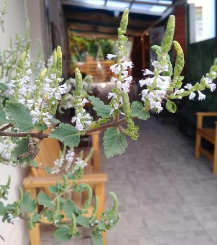 Hostel Nossa Casa
