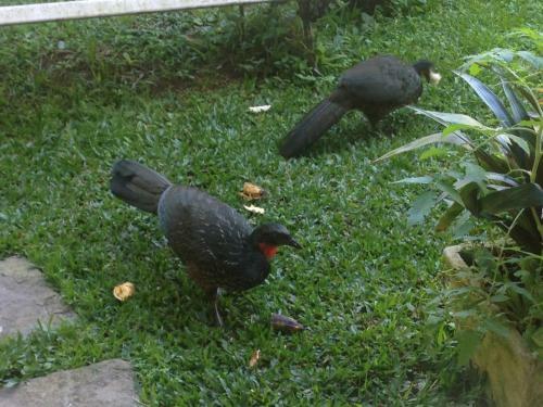 Canto Dos P�ssaros