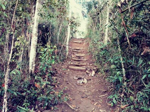 Canto Dos P�ssaros