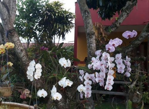 Apartamento Pousada Bromelias