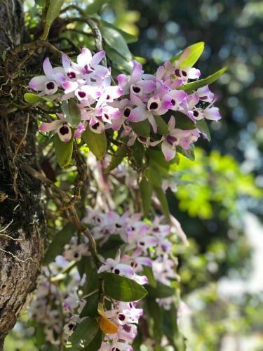 Hostal Chal�s Do Rancho Canastra