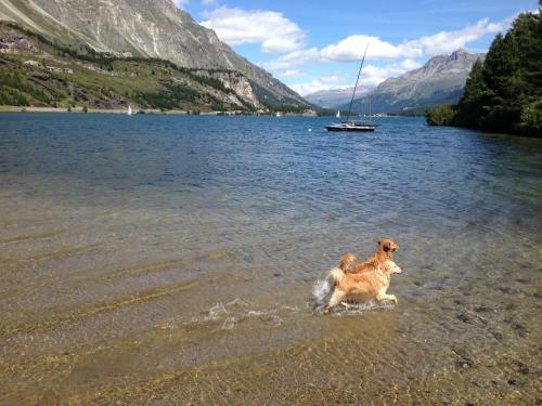 Apartamento Engadin Holidays Ch - Chasa 32 In Guarda