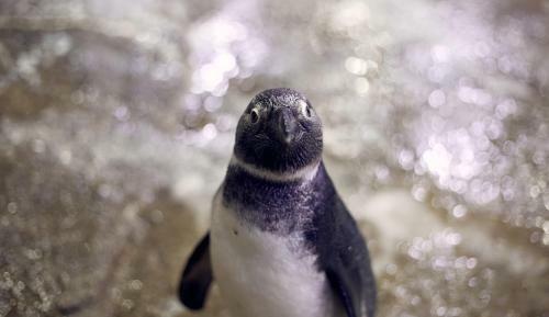 Hotel Big White Whale Ocean Exploration World