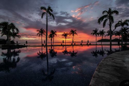 Palms 24