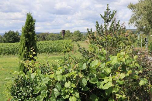 Hotel G�stehaus Rheinblick