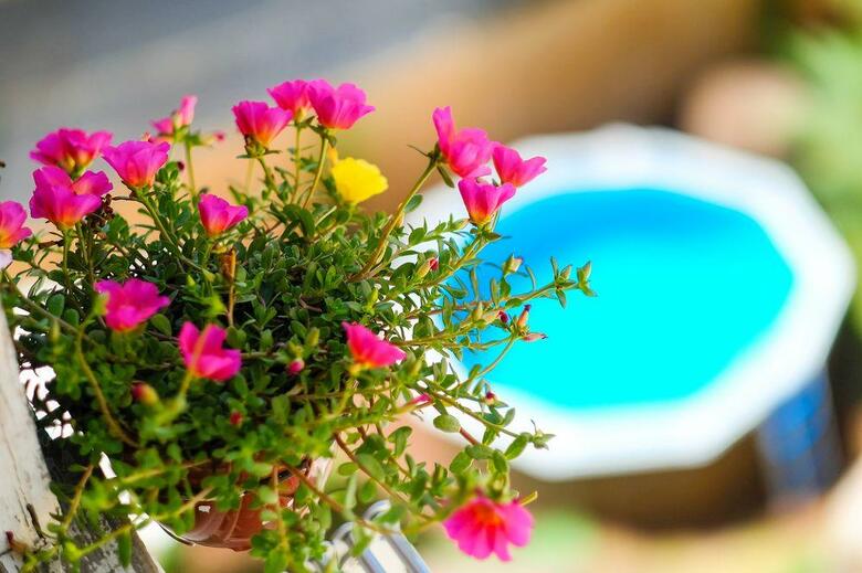 Hostal Casinha Das Flores