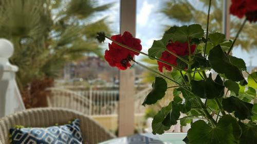 Apartamento Jardines Del Sol