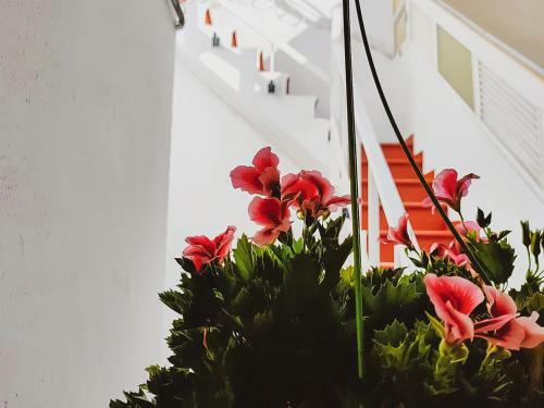 Hostal Alma Canaria Beautiful Home With Rooftop