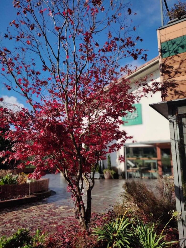 Soraluze Hotela