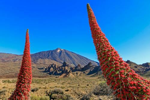 Apartamento Jardines Del Teide