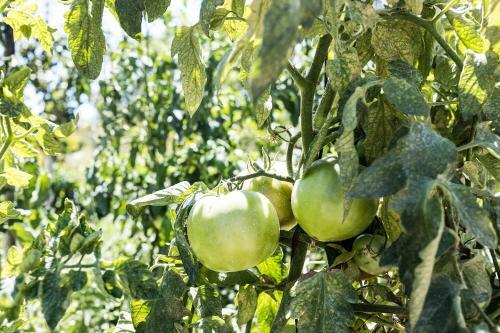 Desconexi�n Entre Olivos Centenarios