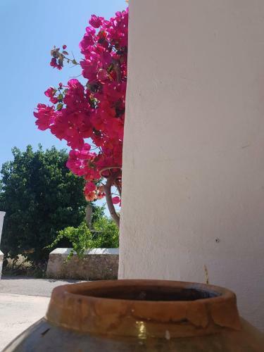 Cas Catal� Sant Jordi