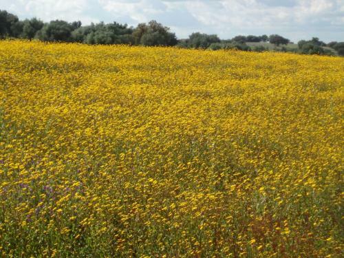 Bed & Breakfast Casa De Pedrogao