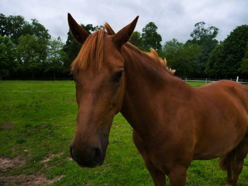 Ch�teau de Monceaux 5mn de Bayeux Proche Mer