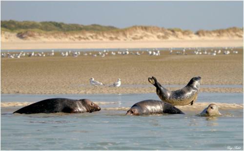 Apartamento Appart 2-4 Pers Berck-plage Hyper-centre
