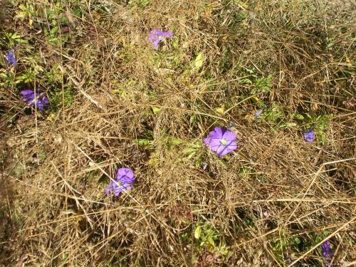 Bed & Breakfast Le Megevan