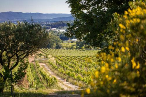Domaine de La Navicelle - Cabernet
