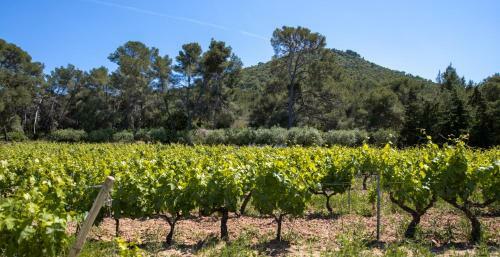 Domaine de La Navicelle - Cabernet