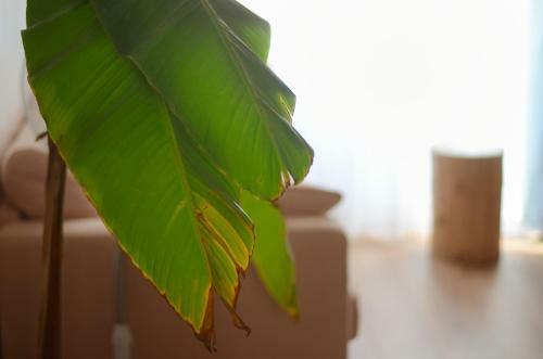 Apartamento La Casa Jungle Bed & Spa - Pentes de La Croix Rousse