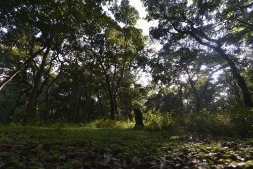 Hotel Gokarna Forest Resort
