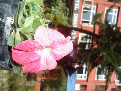 Bed & Breakfast Hotel Discovery Inn