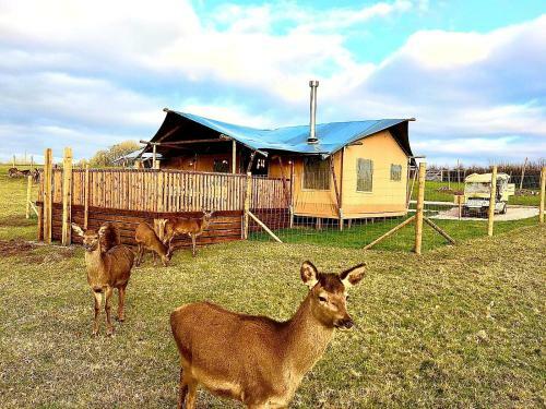 Luxury Safari Lodge Surrounded By Deer!! 'roe'